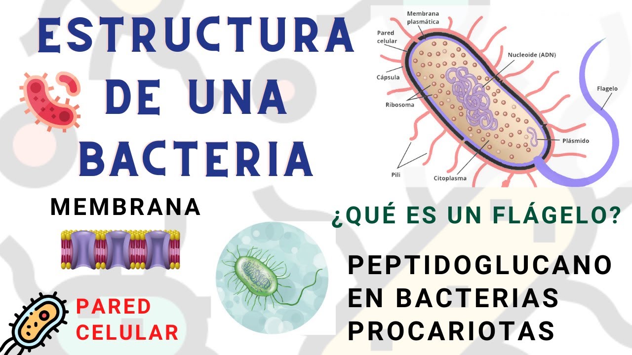 cuales son los principales elementos estructurales de las bacterias