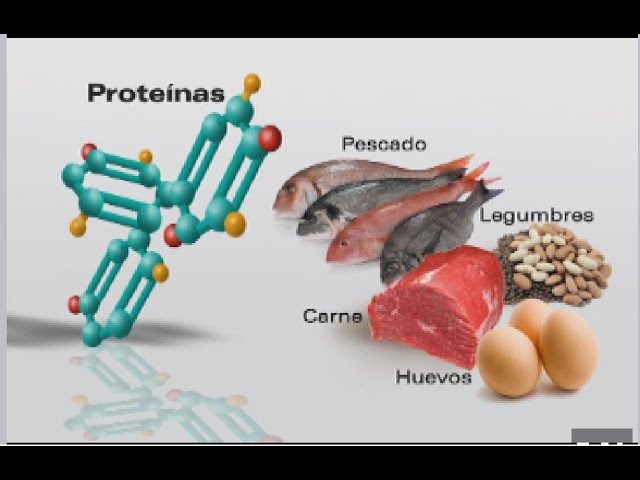 importancia de las proteinas en el ser humano