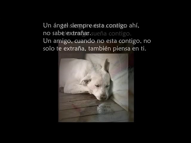 la diferencia entre un angel y un amigo reflexion