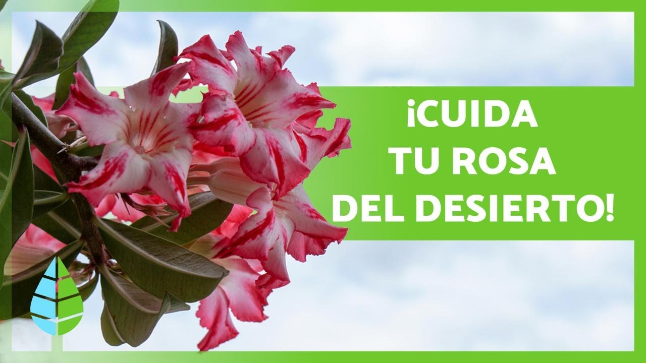 la rosa del desierto es de sol o sombra
