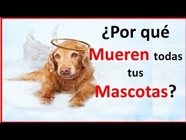 porque se mueren los perros en mi casa
