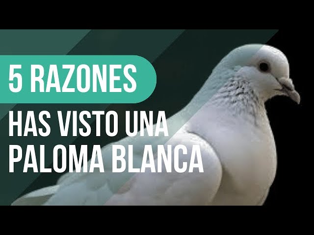 que significa una paloma blanca en mi casa