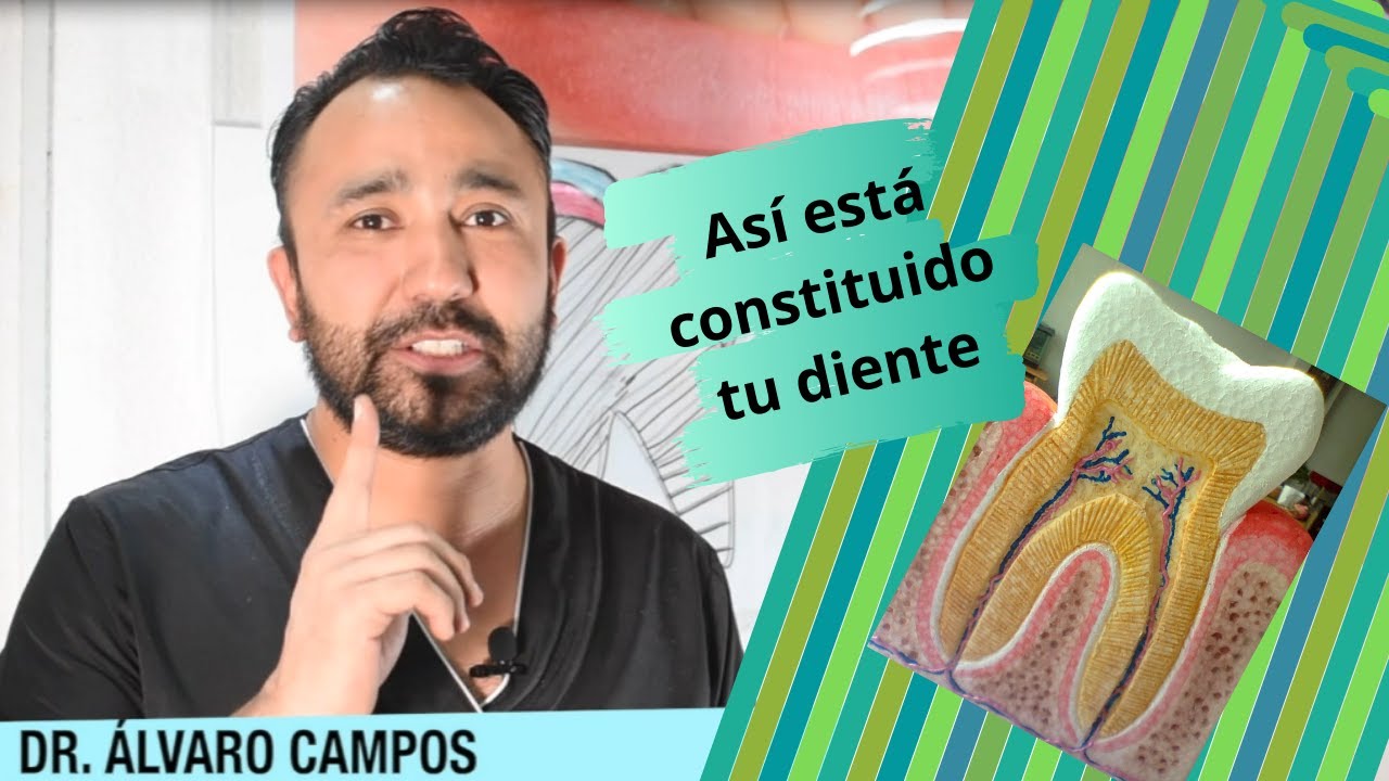 que son los dientes y cuales son sus partes