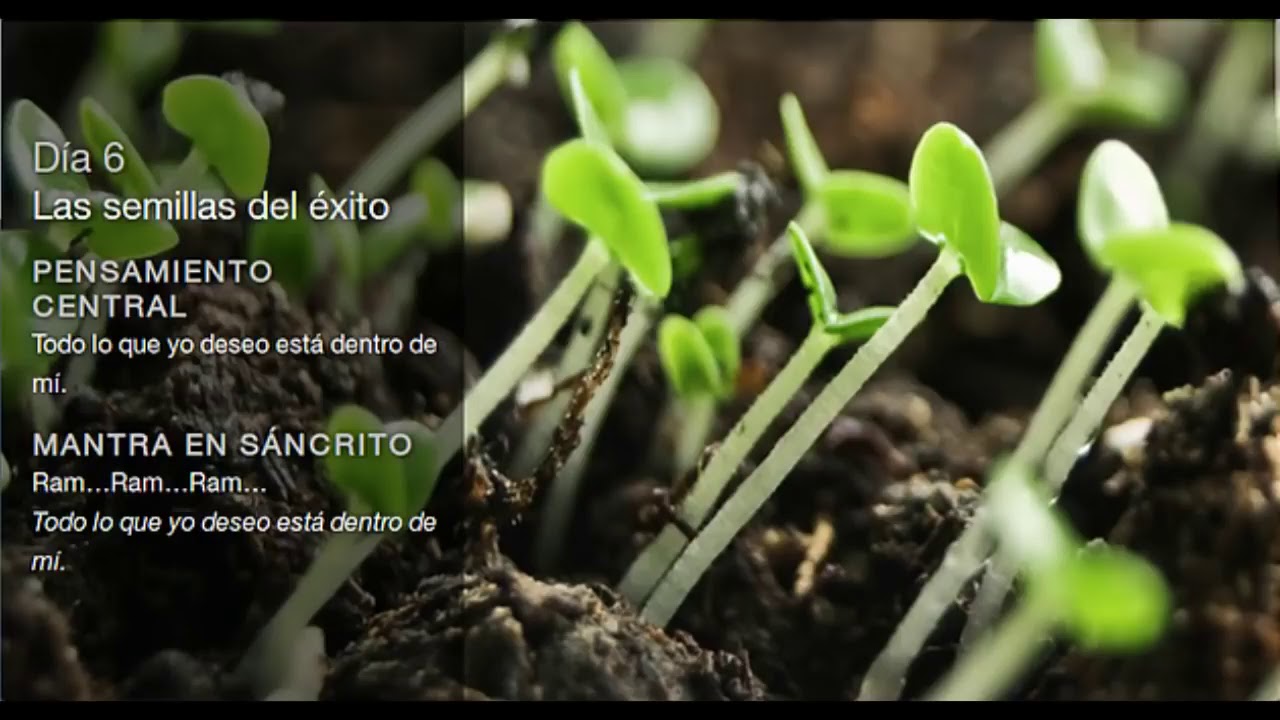 deepak chopra dia 6 reto de meditacion creando abundancia