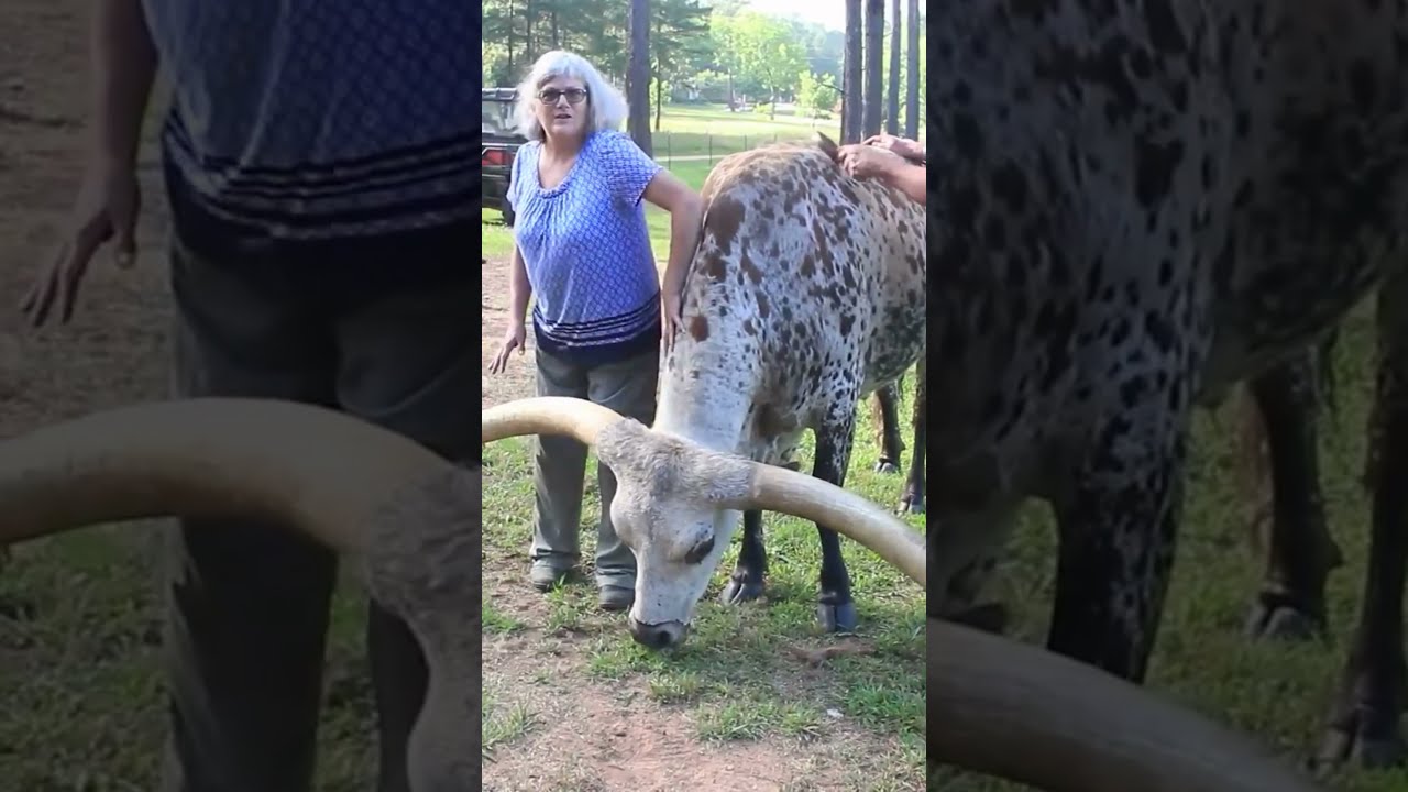 el toro con los cuernos mas largos del mundo