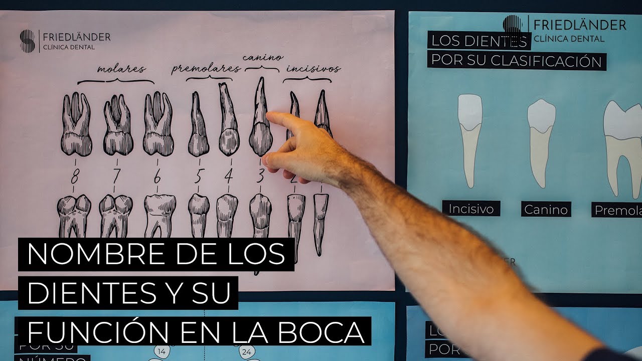 nombre de todos los dientes de la boca humana