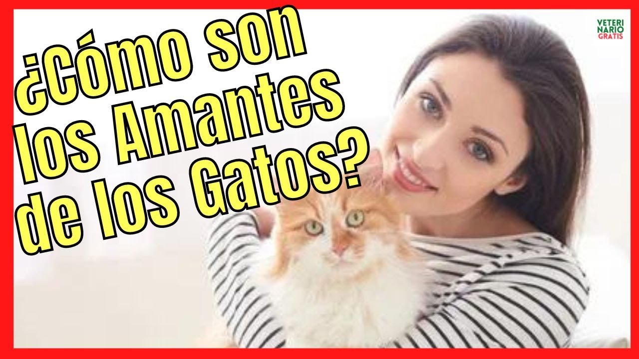 personalidad de las personas que les gustan los gatos