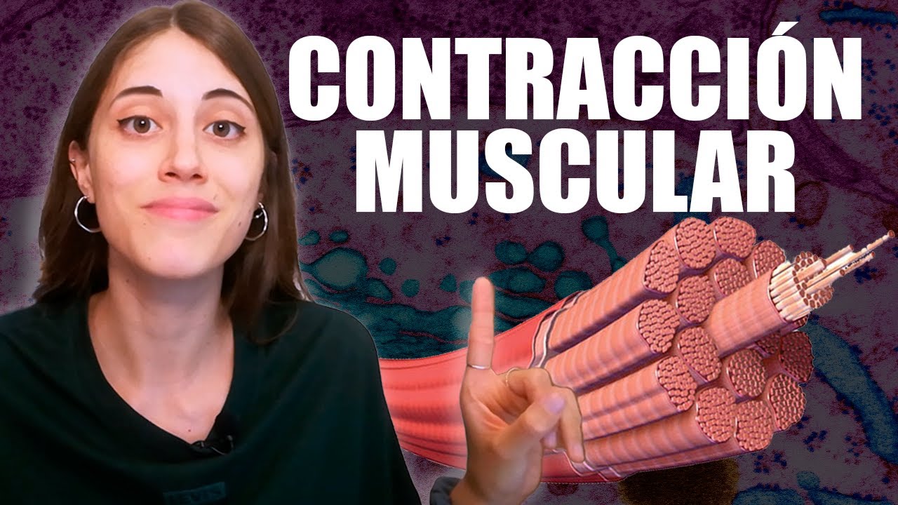 como se lleva a cabo la contraccion muscular