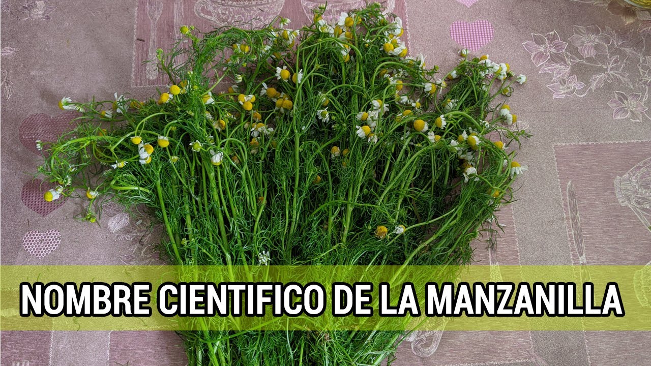 cuál es el nombre científico de la manzanilla