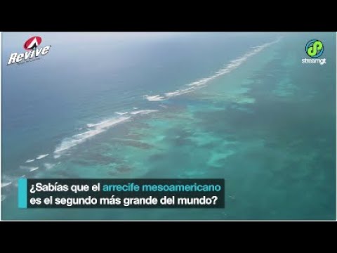 cual es el segundo arrecife mas grande del mundo