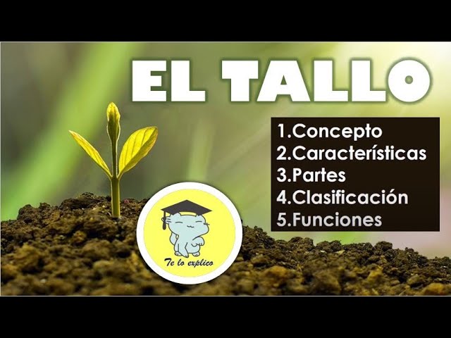 cual es la funcion del tallo de las plantas