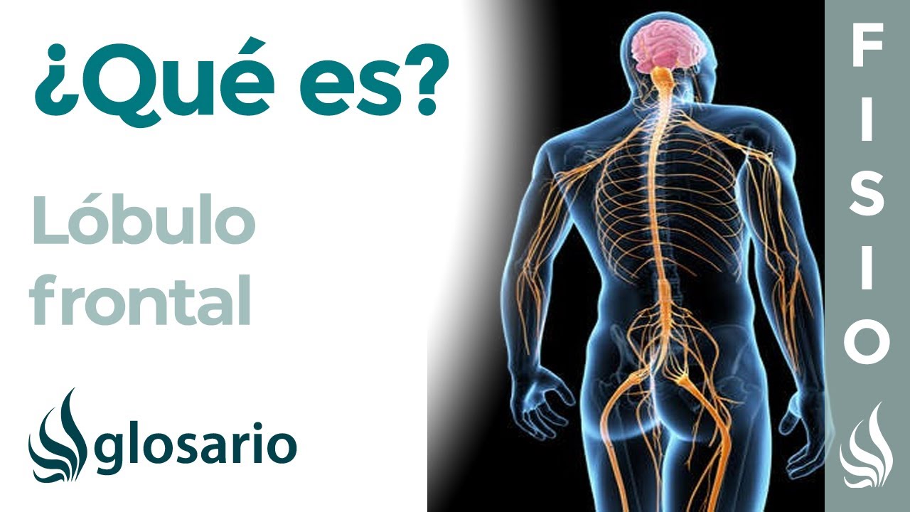cual es la parte frontal de una hoja