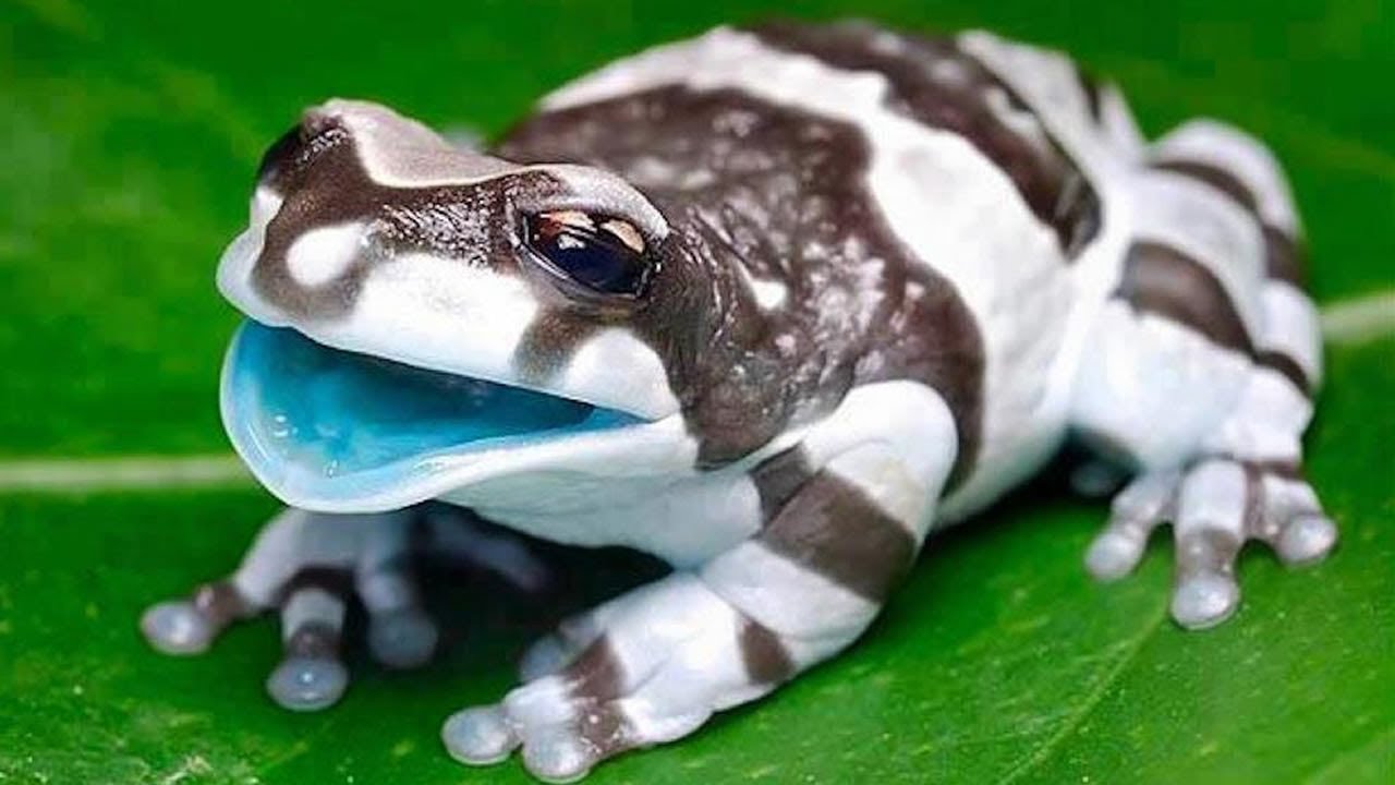 cual es la rana mas venenosa del mundo