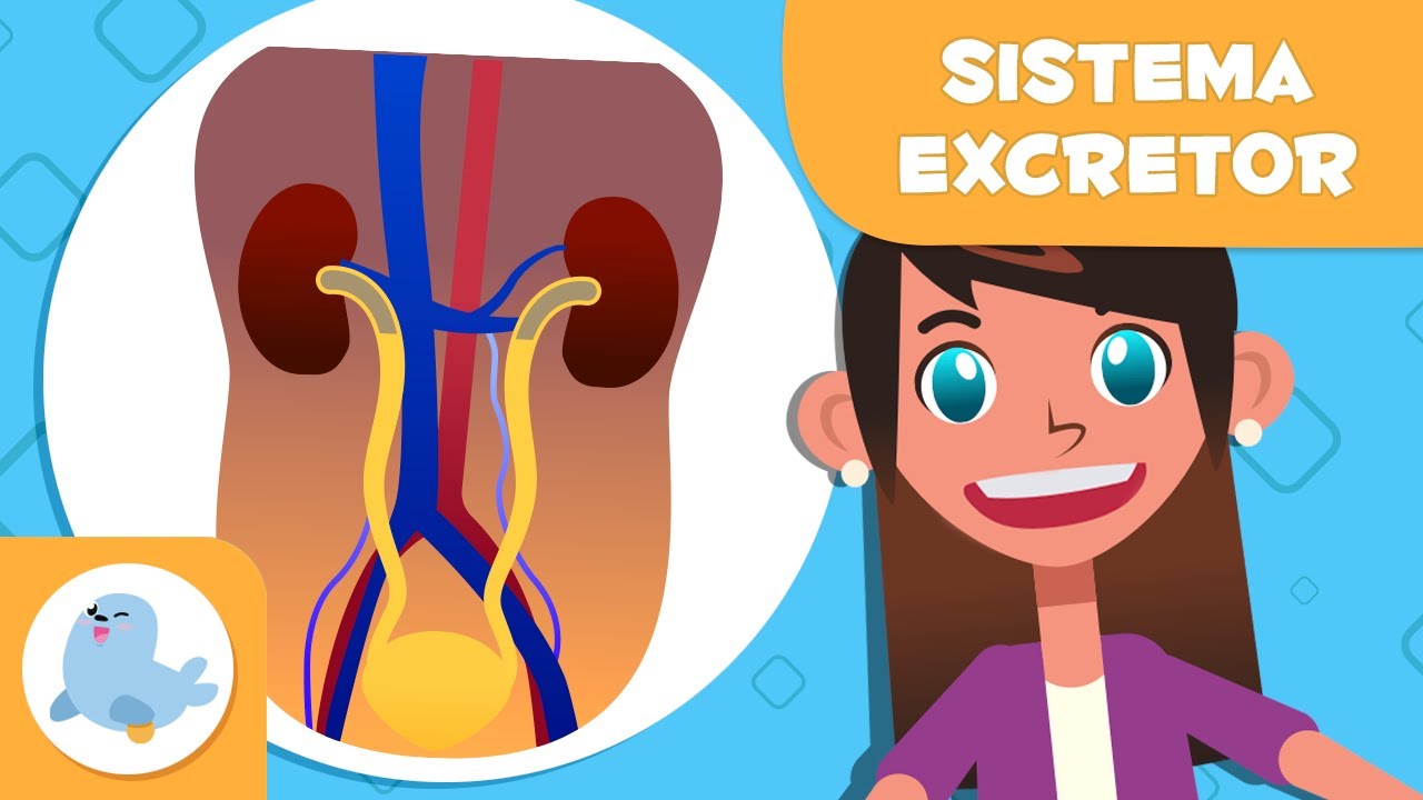 cuales son las enfermedades mas frecuentes del sistema excretor
