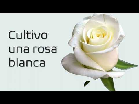 de que trata el poema cultivo una rosa blanca