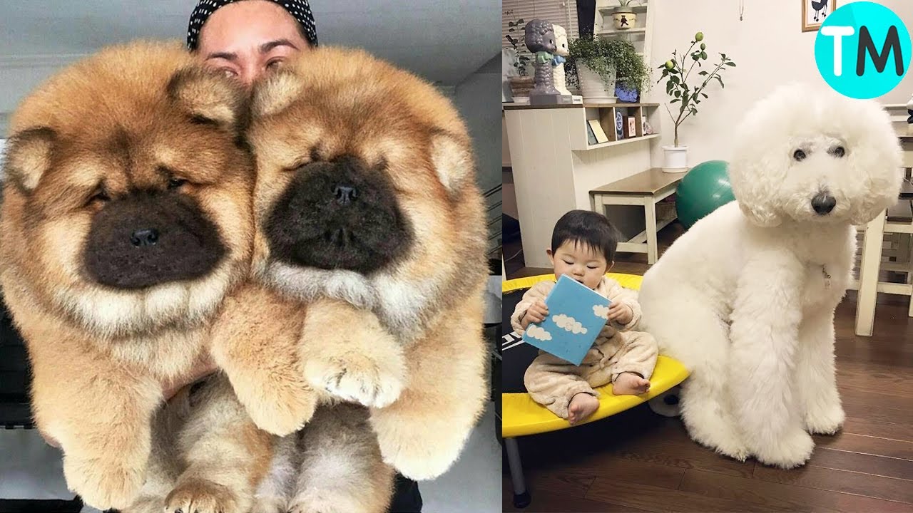 el perro más hermoso de todo el mundo