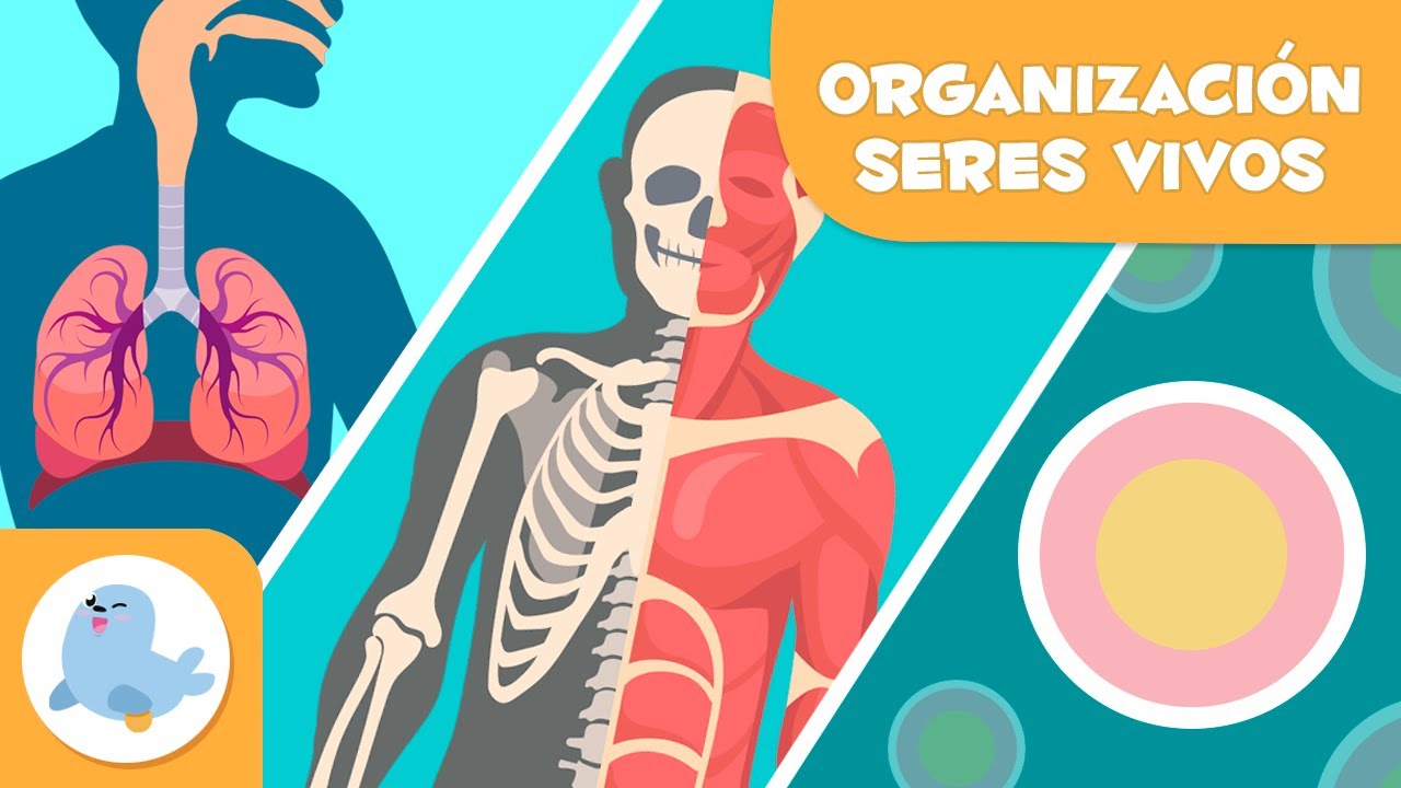 esquema de los diferentes niveles de organizacion celular