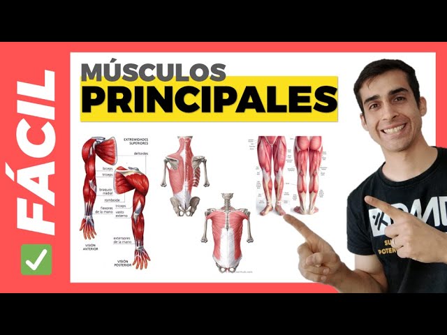 los 10 músculos más importantes del cuerpo humano