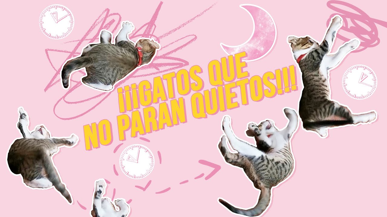 mi gato se pone nervioso por la noche