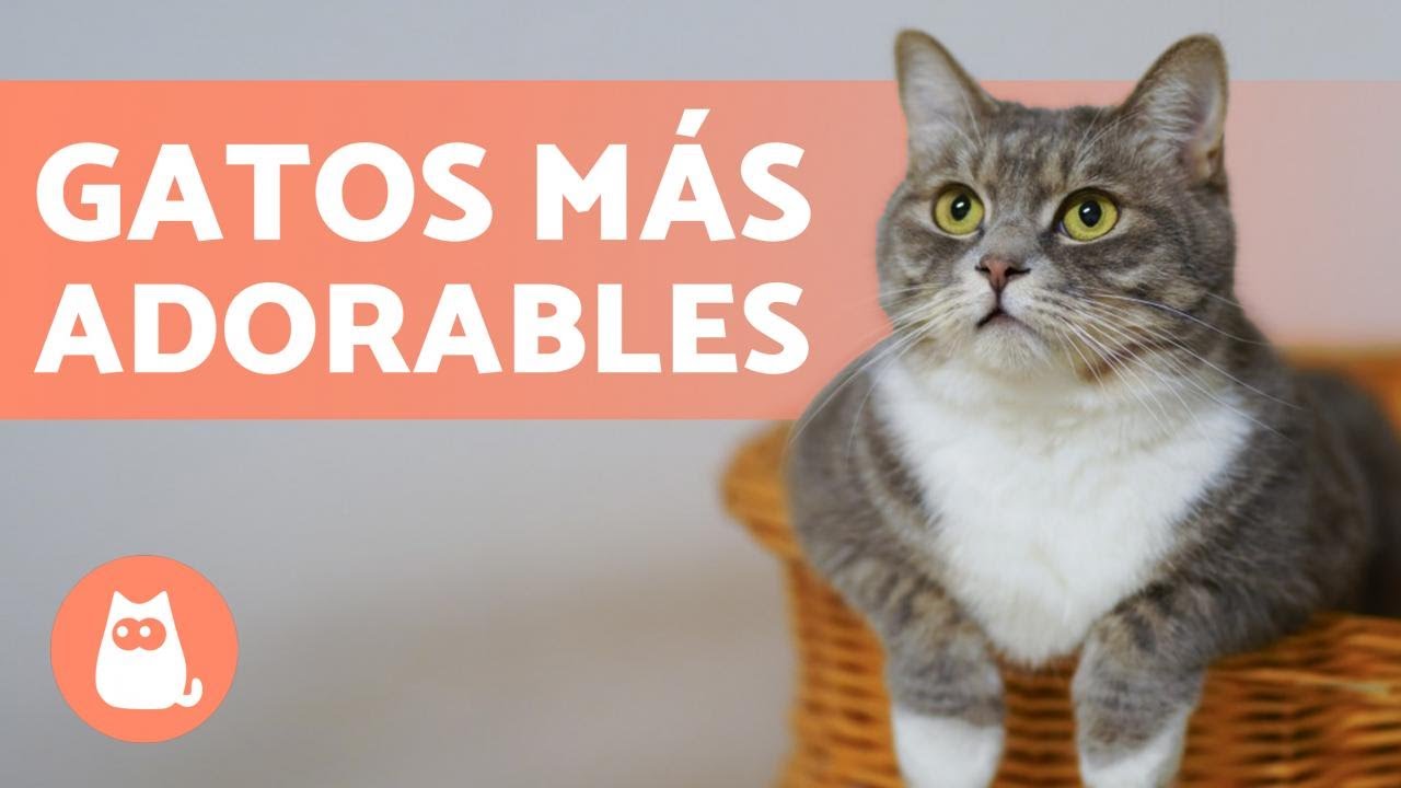 cuál es el gato más bonito del mundo