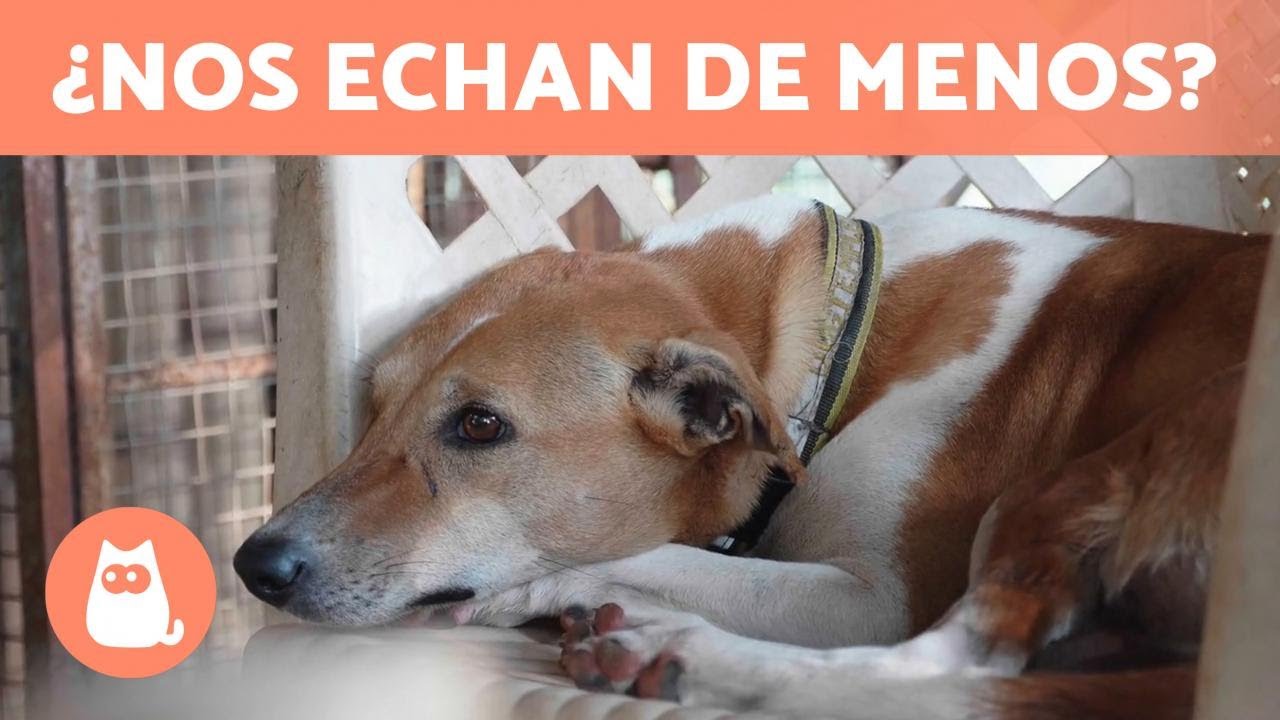 los perros sienten cuando los vas a regalar