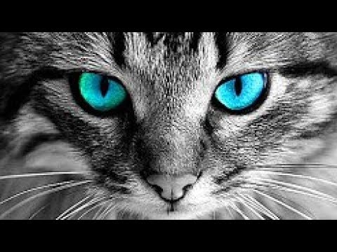 porque no debes mirar a tu gato a los ojos