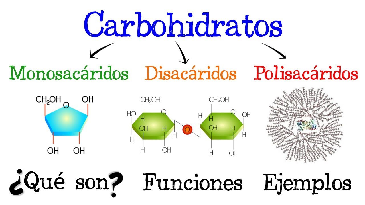 que funcion tienen los carbohidratos en los seres vivos