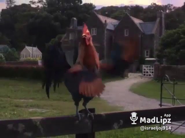que le dice una gallina a otra gallina