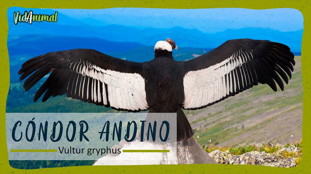 como se llama el sonido que hace el condor