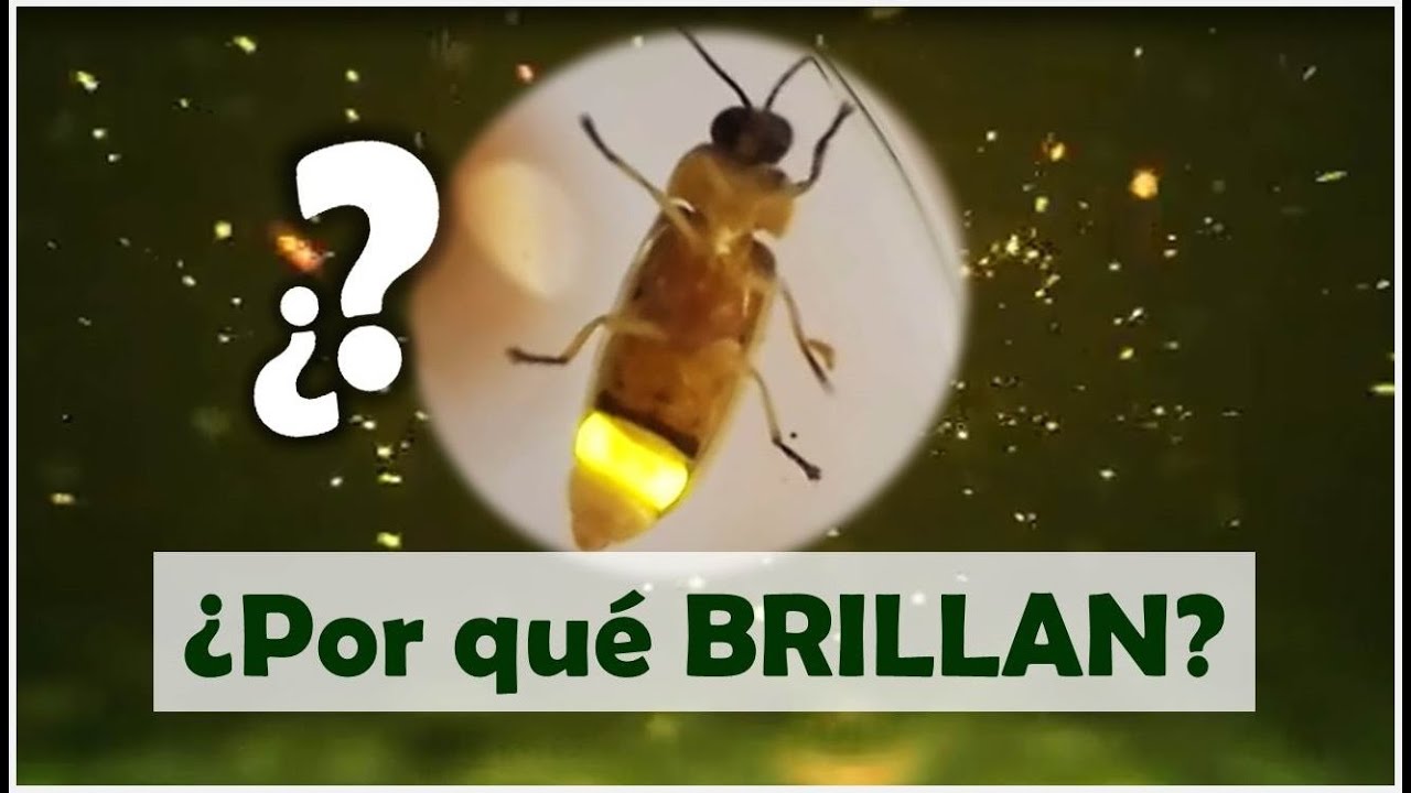 como se llaman las cosas que brillan en la oscuridad