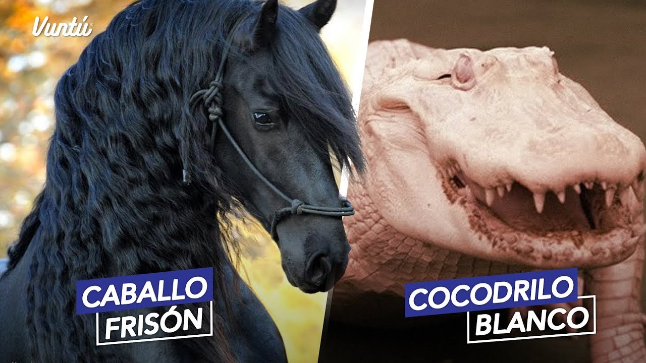 cual es el animal mas caro del mundo