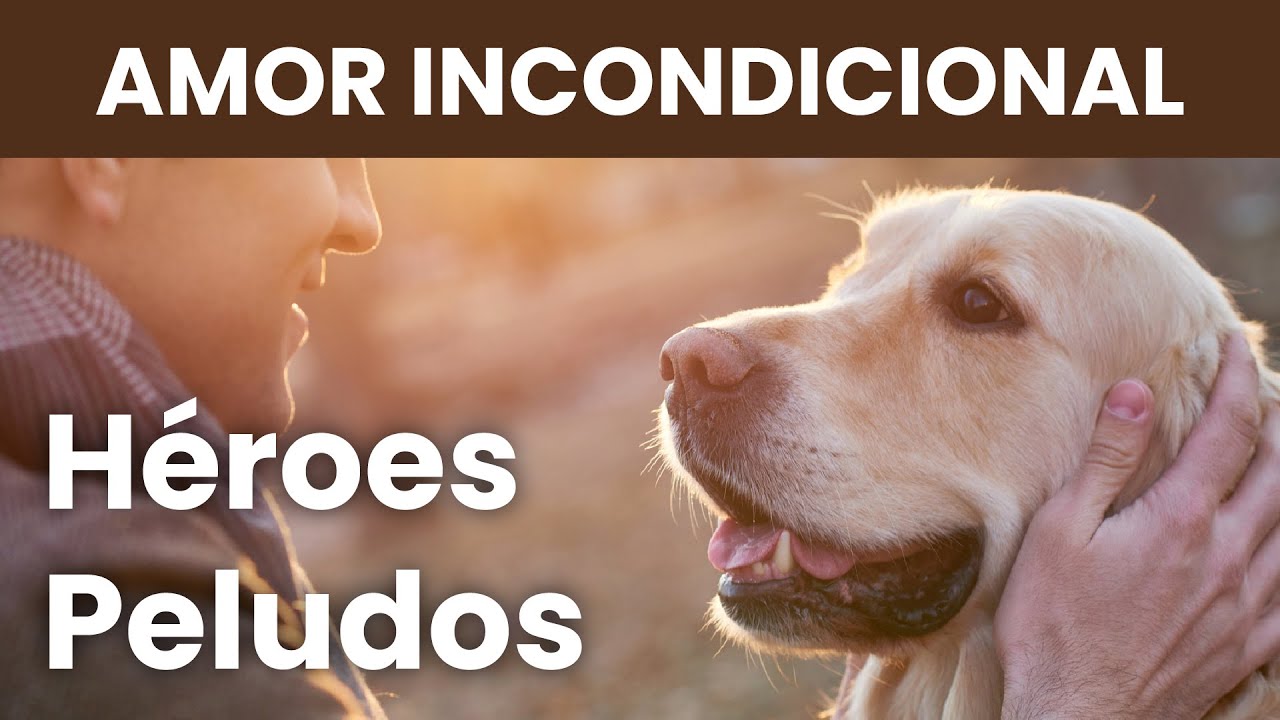 las mascotas mueren para salvar a su dueño