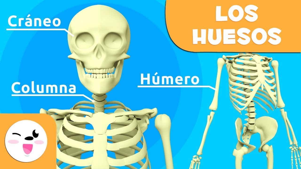 nombre del hueso mas grande del cuerpo humano