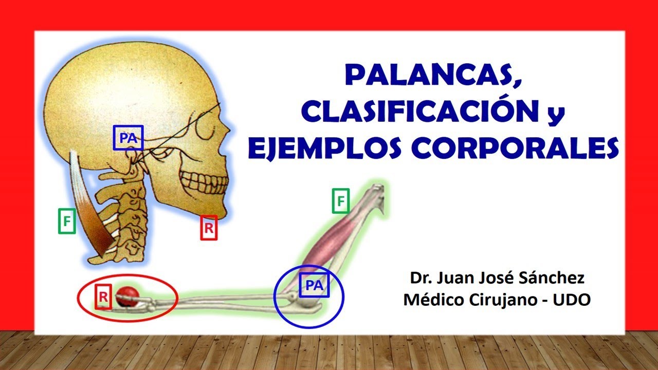 palancas de segundo grado en el cuerpo humano