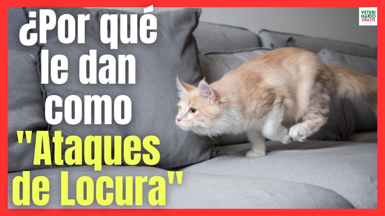 porque mi gato se vuelve loco en la noche