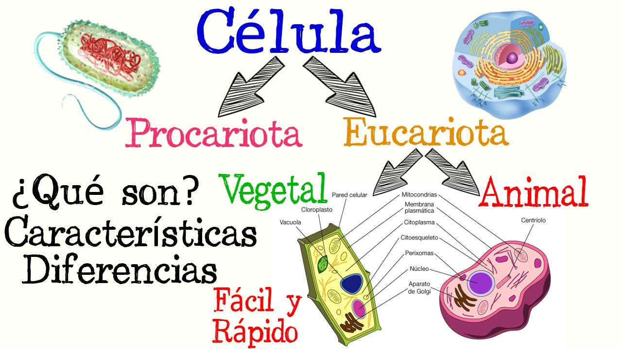 semejanzas entre celula eucariota y procariota cuadro comparativo