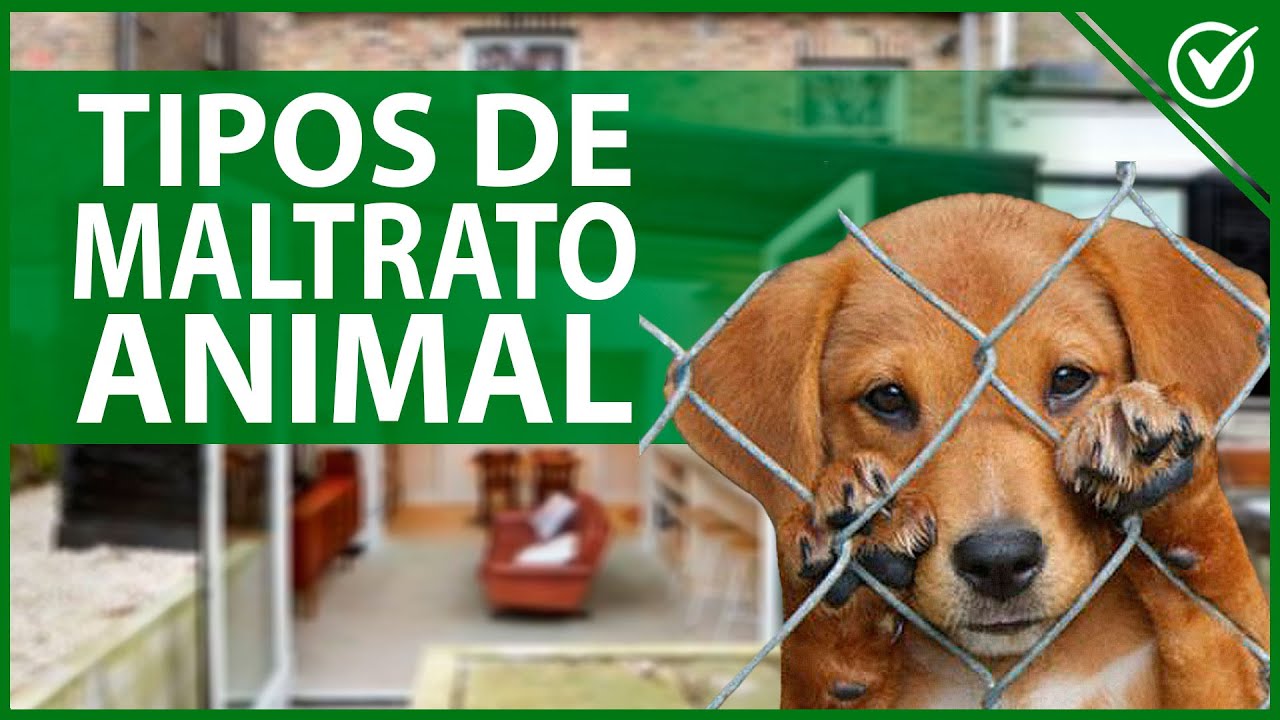 5 razones para luchar contra el maltrato animal