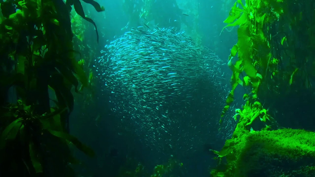 como se le llama al conjunto de peces