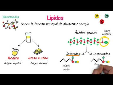 cual es la funcion de las grasas o lipidos