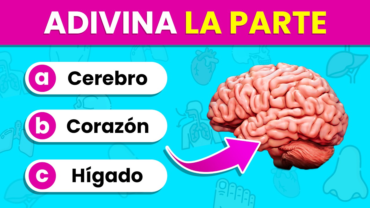 cuales organos o partes del cuerpo son iguales y diferentes