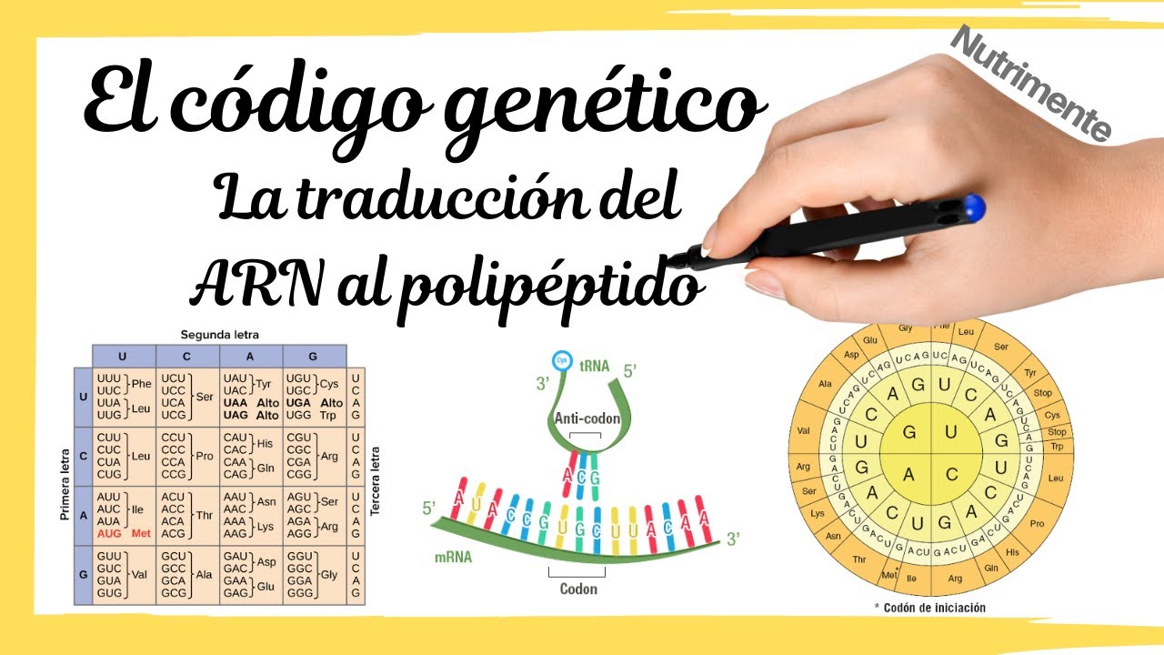 que es el codigo genetico y sus divisiones