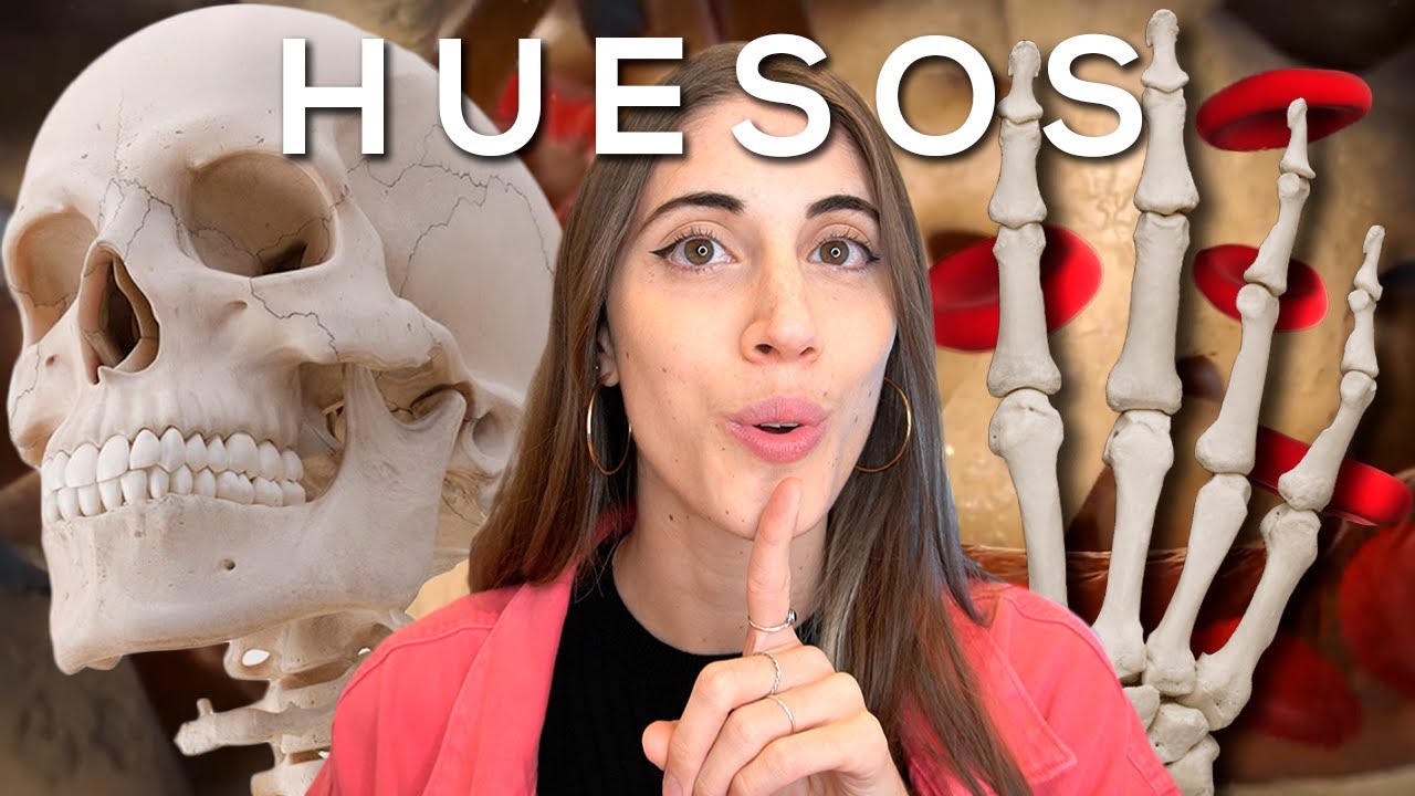 son las estructuras más duras de nuestro cuerpo